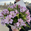 Lavender Alstroemeria
